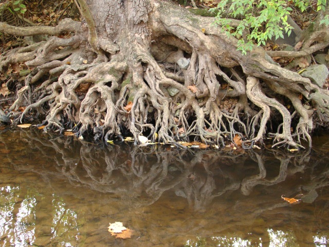 4. Roots. Todds Fork. 23Oct12