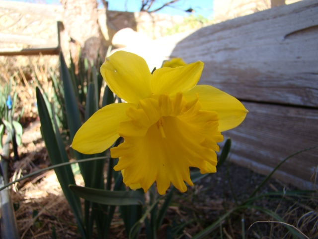 17. Daffodil. 23Feb13