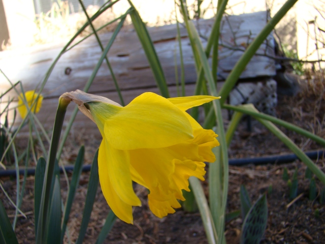 18. Daffodil. 23Feb13