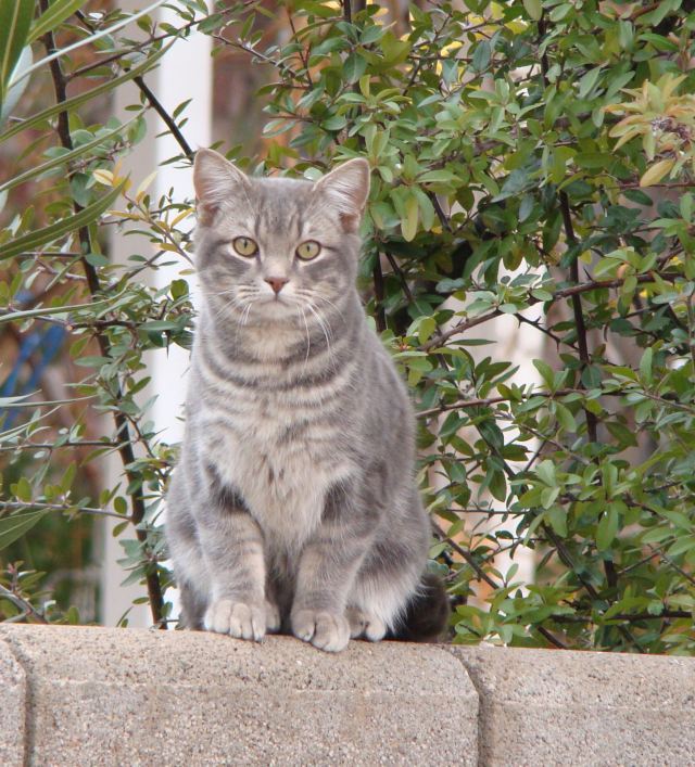 5. Neighbor Kitty. 16Jan12 1